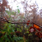 pavučinka trochu jinak