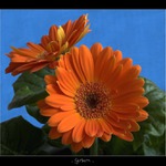 gerbera