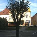 Strom na námestí