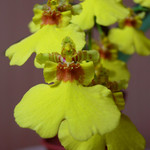 orchidejová panenka