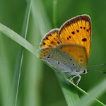 samička ohniváčka černočárného