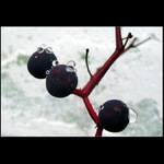 Kapky rosy na psím víně