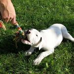 Aisha Manea Silesia I