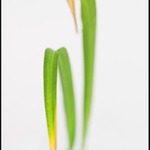 nový macro dobře mete