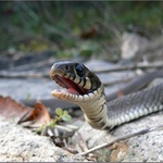 Užovka? Pevně jsem v to věřil, když jsem se k ní plazil.