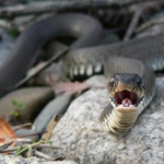 Dej s tím krámem pokoj. Neviděl jsi někde Evu!?