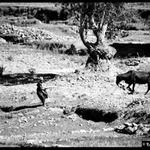 Hl.město Madagaskaru Antananarivo - část La Digue