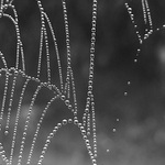 Navléknuté pro královnu