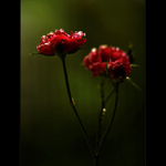 ***PODZIMNÍ RŮŽIČKA***