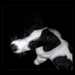 ***MILÁČEK JACK***