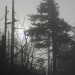Mlha,slunce,strom... II