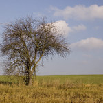 Osamělý strom