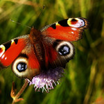 Čoskoro opäť priletia...