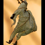 Podzimní parašutista