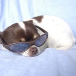 chihuahua ve slunečních brýlích