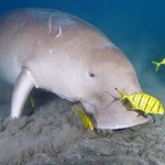 Dugong