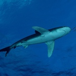Oceanic