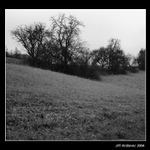 Stromy pod rentgenem I