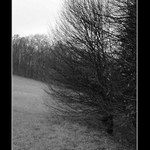 Stromy pod rentgenem III