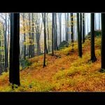 ráno v mokrém lese