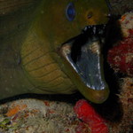 Murena zelena - v dire pod utesem