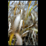 - Podzimní snění -