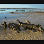 Panenka a zvířátka