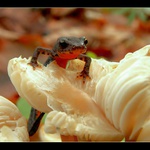 ** No a jsem skoro nahoře **