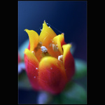 příslib budoucího léta