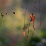 Podzimní zahrada IV