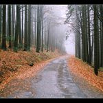 Cesta k Černému jezeru - II.