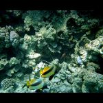 **..::Simphony::..**