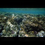 **..::Subaqueous garden::..**