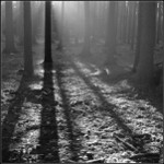 ..ve světle v lese...