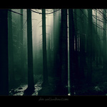 ... světlo mezi stromy ...