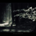 ... světlo mezi stromy ...