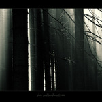 ... světlo mezi stromy ...