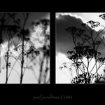 ... příběh o trávě a oblacích ...