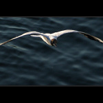 Volnost