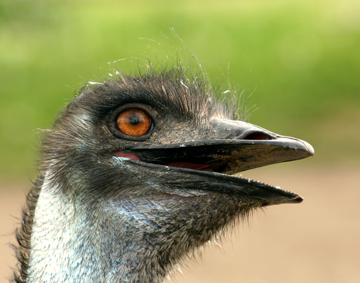 Kukuč EMU