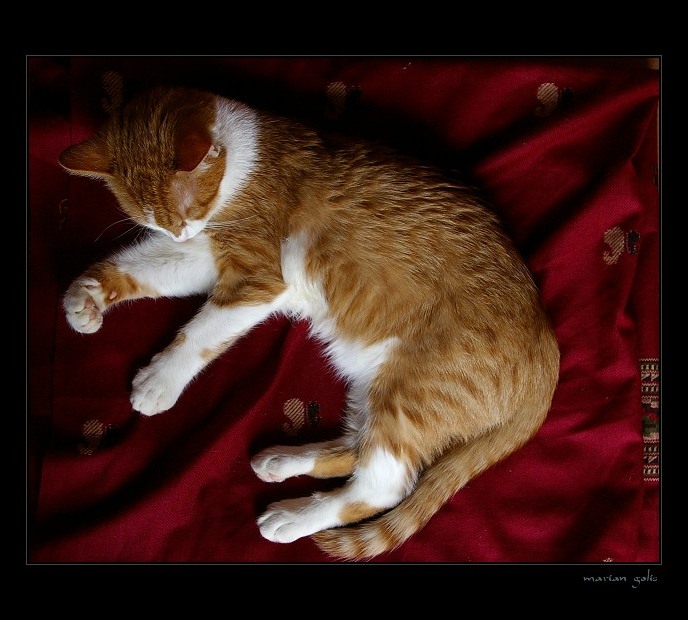 Luxury Cat