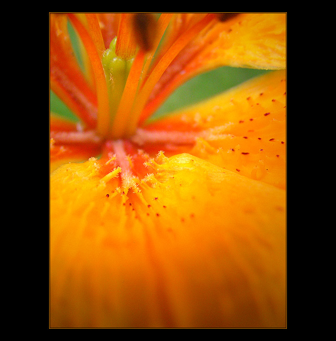 - detail -