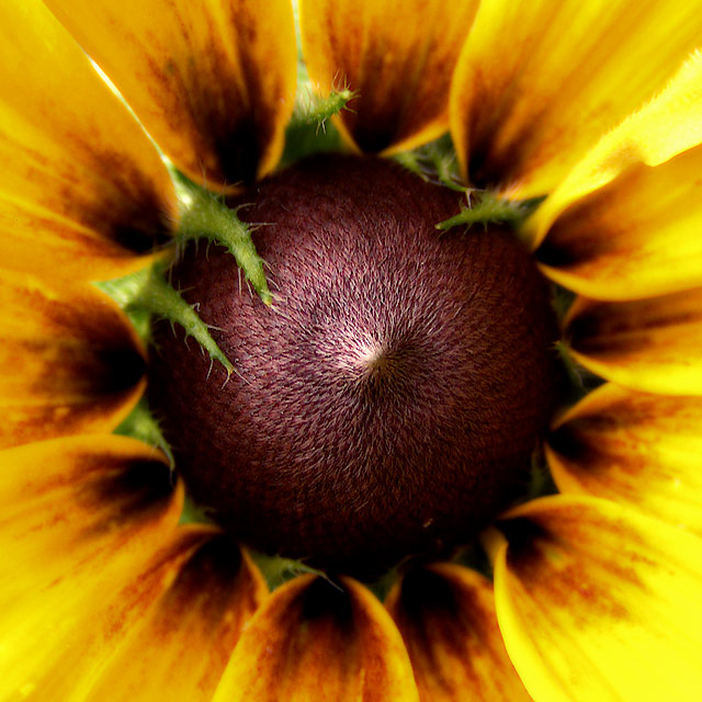 - summer sun -