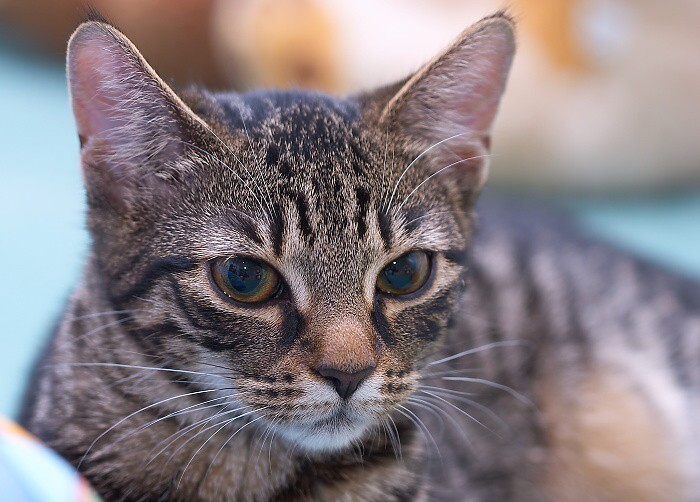 ***malý lvíček***