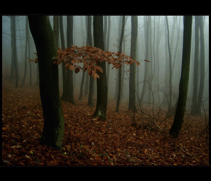 mlha stokrát jinak 005