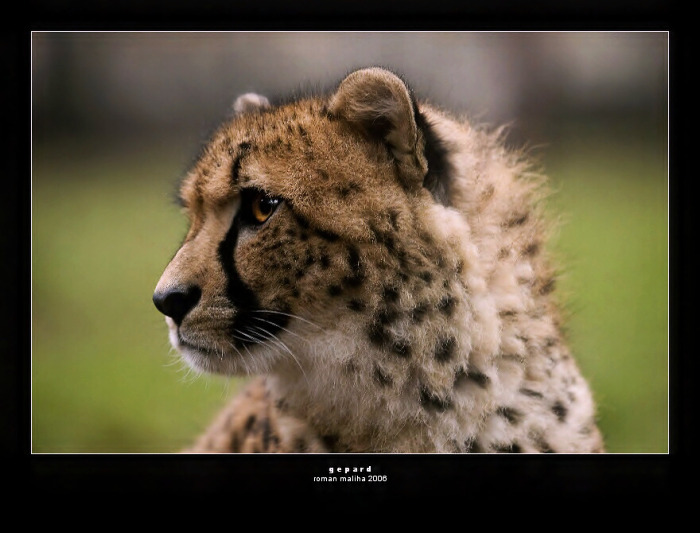 *  gepard  *