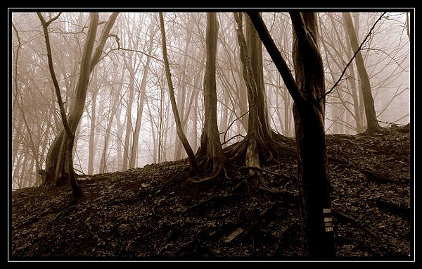 ... blair witch...