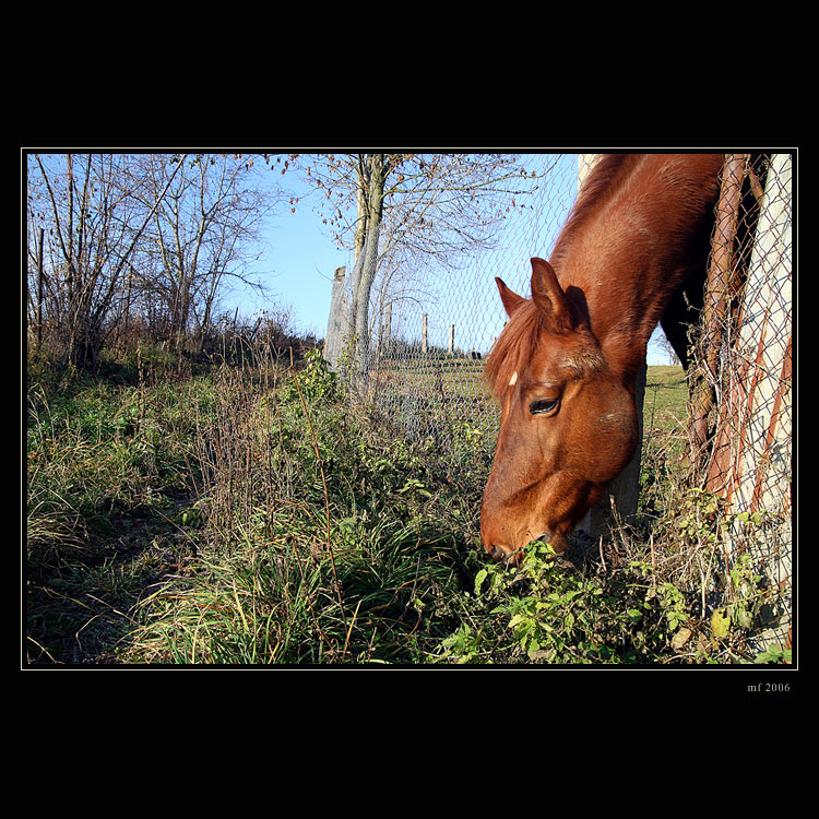 Kůň pana Běliny II