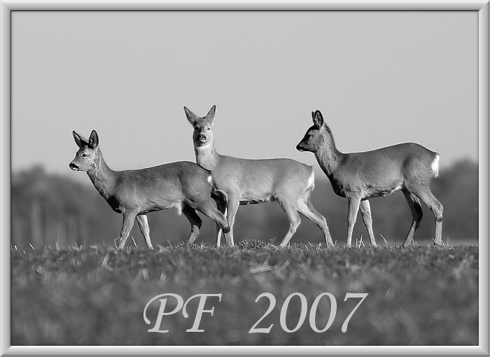 PF 2007