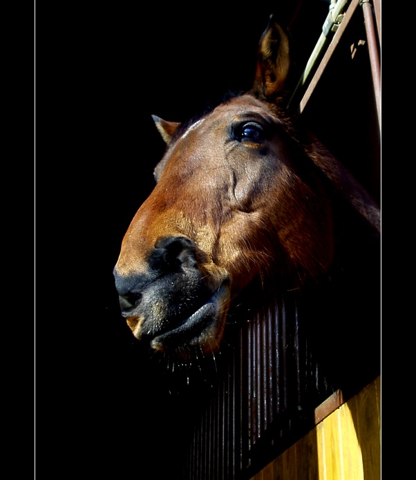 Nemate nekdo paratko?:)